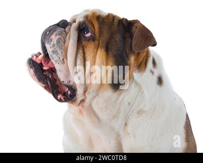 Capo del bulldog dog inglese che guarda isolato su sfondo bianco Foto Stock