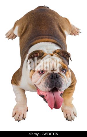 Il bulldog dog inglese si trova in basso e guarda in alto isolato su sfondo bianco Foto Stock