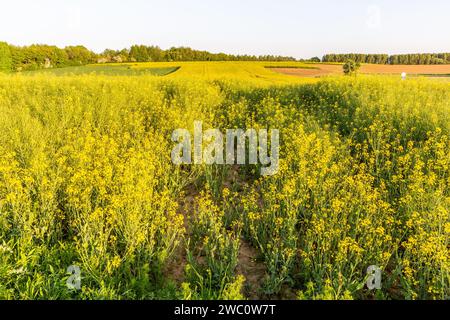 Fioritura primaverile di un campo di colza Foto Stock