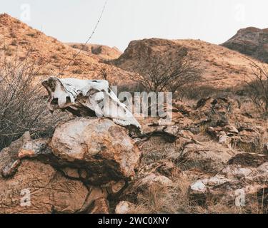 Il cranio di un animale si trova su una roccia nel paesaggio asciutto della Namibia meridionale Foto Stock