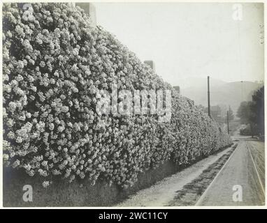 Wall of Geraniums, Berkeley, Anonimo, 1890 - 1920 Fotografia Berkeleypublisher: San Francisco baryta carta gelatina stampa argento fiori: geranium. Recinzione, muro, palpeggiare Berkeley Foto Stock