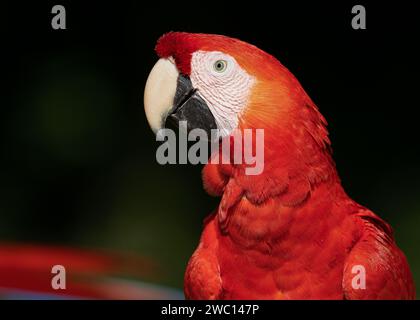 Ritratto di un macaw scarlatto visto lateralmente su uno sfondo naturale scuro Foto Stock