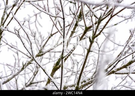 Augusta, Baviera, Germania - 13 gennaio 2024: Concetto invernale, neve e gelo sui rami degli alberi **** Winter Konzept, Schnee und Frost an den Ästen von Bäumen Foto Stock