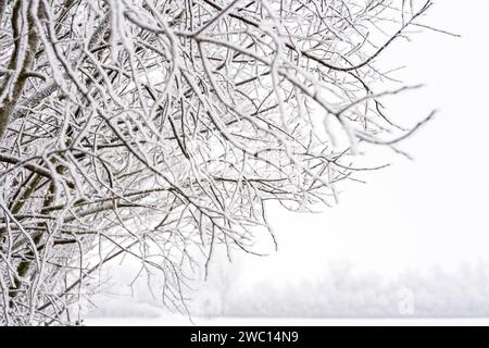 Augusta, Baviera, Germania - 13 gennaio 2024: Concetto invernale, neve e gelo sui rami degli alberi **** Winter Konzept, Schnee und Frost an den Ästen von Bäumen Foto Stock