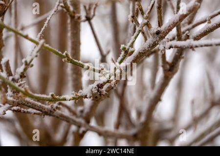 Augusta, Baviera, Germania - 13 gennaio 2024: Concetto invernale, neve e gelo sui rami degli alberi **** Winter Konzept, Schnee und Frost an den Ästen von Bäumen Foto Stock