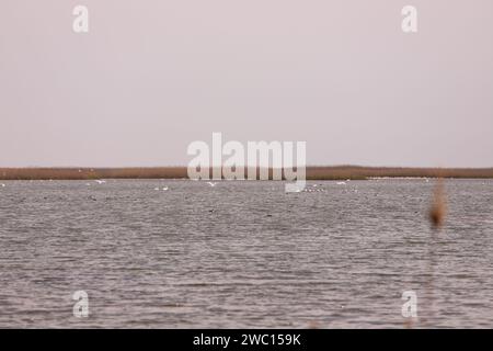 Stormi di cigni e fenicotteri rosa sul mare. Shirvan Reserve. Azerbaigian. Foto Stock