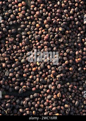 Caffè etiope essiccato prima di staccarsi dal guscio e lasciarsi asciugare al sole. Bona Zuria, Etiopia Foto Stock