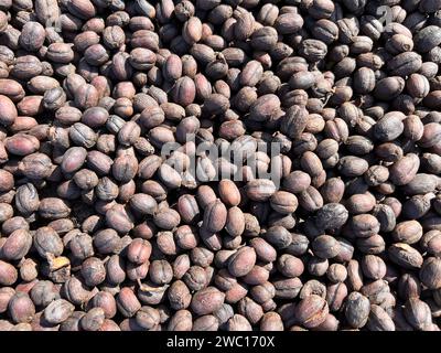 Caffè etiope essiccato prima di staccarsi dal guscio e lasciarsi asciugare al sole. Bona Zuria, Etiopia Foto Stock