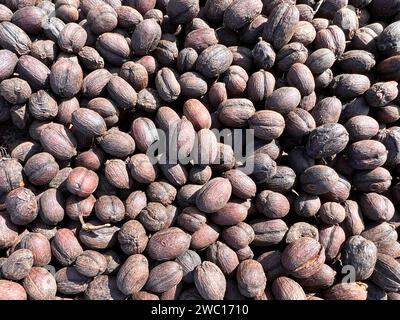 Caffè etiope essiccato prima di staccarsi dal guscio e lasciarsi asciugare al sole. Bona Zuria, Etiopia Foto Stock