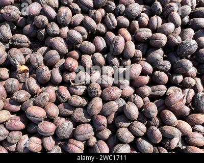 Caffè etiope essiccato prima di staccarsi dal guscio e lasciarsi asciugare al sole. Bona Zuria, Etiopia Foto Stock