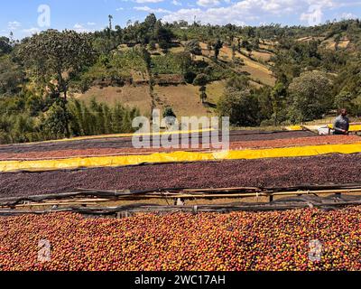 Ciliegie di caffè che si asciugano al sole su teli di plastica su scaffali di bambù nelle montagne della regione di Sidama. Foto Stock