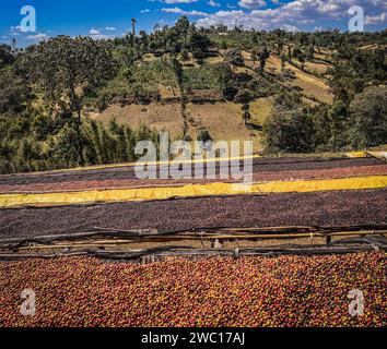 Ciliegie di caffè che si asciugano al sole su teli di plastica su scaffali di bambù nelle montagne della regione di Sidama. Foto Stock