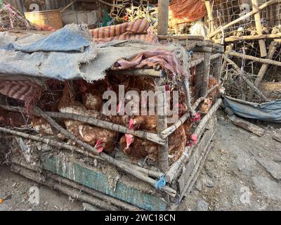 Polli racchiusi in sporche e poco igieniche gabbie di legno e filo metallico in attesa di essere venduti al mercato interno di Addis Abeba, Etiopia, Africa Foto Stock