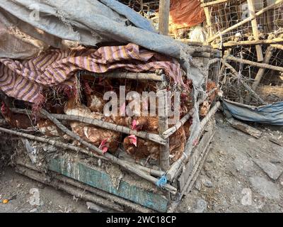 Polli racchiusi in sporche e poco igieniche gabbie di legno e filo metallico in attesa di essere venduti al mercato interno di Addis Abeba, Etiopia, Africa Foto Stock