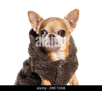 Colpo alla testa di un Chihuahua che indossa un cappotto invernale, isolato su bianco Foto Stock