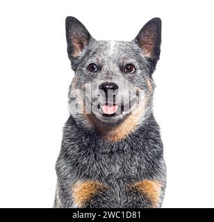 Colpo alla testa di un cane australiano, isolato su bianco Foto Stock