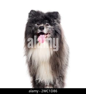 akita inu dai capelli lunghi, isolata su bianco Foto Stock