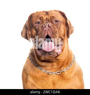 Ritratto di un Dogue de Bordeaux che indossa un collare per cani, isolato su bianco Foto Stock