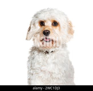 Cavapoo è un cavalier misto King Charles Spaniel con Poodle, che indossa un colletto, isolato su bianco Foto Stock