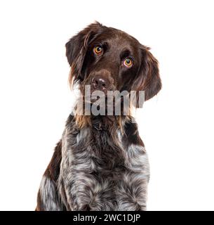 Ritratto di un piccolo cane Münsterländer che guarda la fotocamera, isolato su bianco Foto Stock