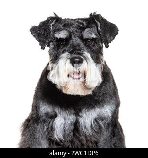 Foto della semina di Schnauzer standard, isolata su bianco Foto Stock