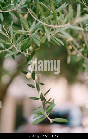 Le olive verdi sono appese ad un ramo tra le foglie Foto Stock