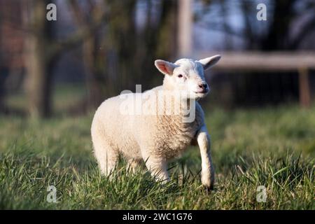 Un simpatico animale Ritratto di un piccolo agnello bianco che corre giocosi e guarda intorno in un prato o in un prato. il giovane mammifero sta pascolando su un Foto Stock