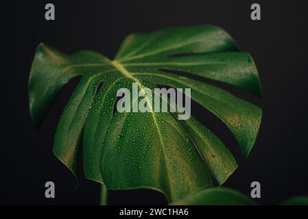 foglia di monstera con gocce d'acqua da vicino. foto macro monstera Foto Stock