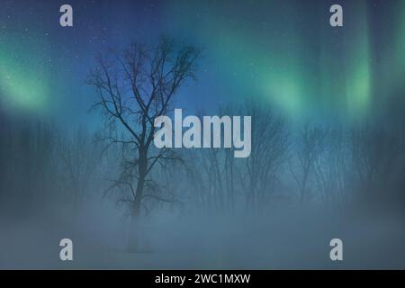 L'aurora boreale su un campo nebbioso coperto di neve con alberi di notte Foto Stock