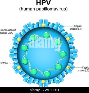 Papillomavirus umano. Struttura HPV. Primo piano di un virion. Ingrandita della particella virale. Diagramma vettoriale Illustrazione Vettoriale