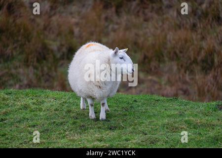 oveja, Flodygarry, Highlands, Escoccia, Reino Unido Foto Stock