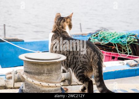 Gatto da strada femmina sul molo delle barche da pesca Foto Stock