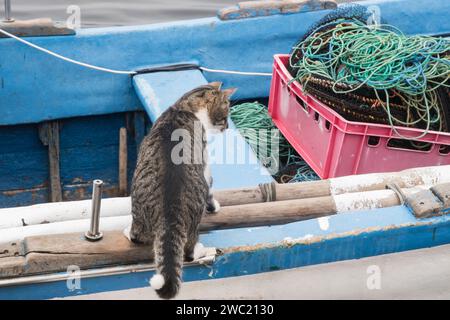 Gatto da strada femmina sul molo delle barche da pesca Foto Stock