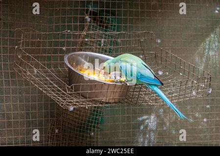 Parco Indian Ringneck Parakeet World of Birds Park nella baia di Hout Foto Stock