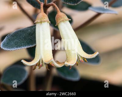 Fiori tubolari di crema dal tardo autunno all'inizio della primavera fiorito arbusto sempreverde australiano, Correa alba x backhouseana Foto Stock