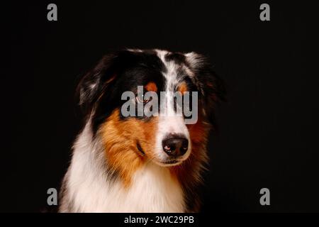 Pastore australiano in uno studio con sfondo nero Foto Stock