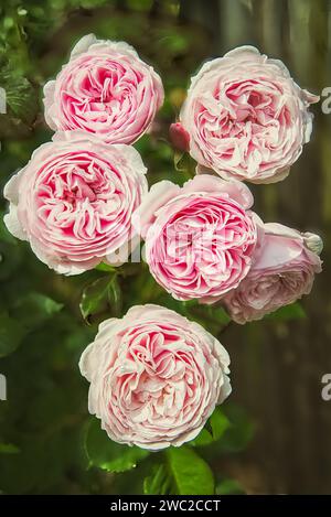 Vecchie rose inglesi Foto Stock