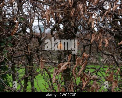 Un robin seduto in una siepe. Foto Stock