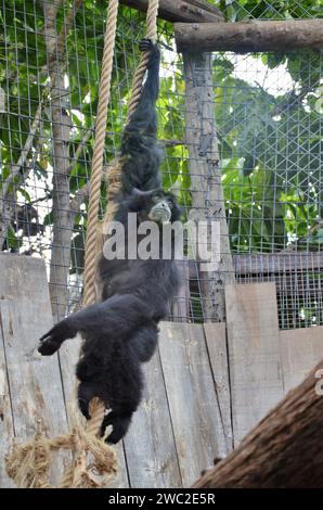 Siamang nel Jungle Park a Tenerife, Spagna Foto Stock