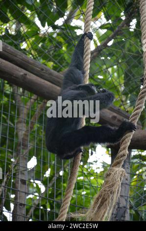 Siamang nel Jungle Park a Tenerife, Spagna Foto Stock