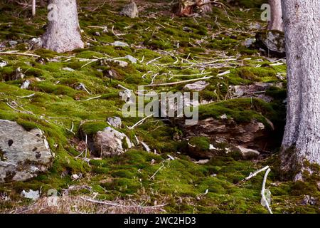 Moosiger Wald - Mossy Forest Foto Stock