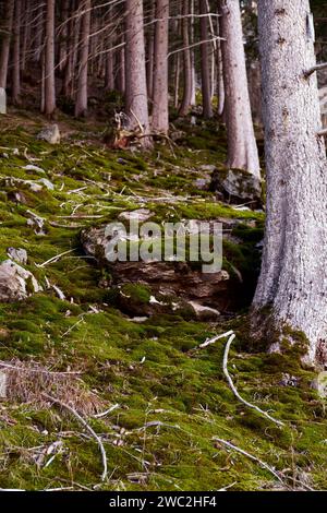 Moosiger Wald - Mossy Forest Foto Stock