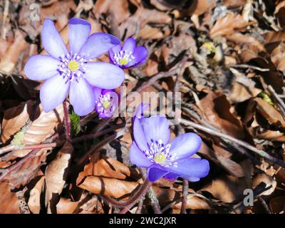 Anemone hepatica, splendidi fiori di primavera viola nella Germania settentrionale Foto Stock