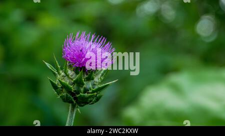 Primo piano del fiore di cardo porpora su sfondo sfocato. Fioritura del Cardo di latte "Silybum marianum". Foto Stock