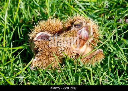 Castagno dolce o castagno spagnolo (castanea sativa), primo piano dei frutti appuntiti che si depositano sull'erba sotto un albero, aprendo al sole autunnale. Foto Stock