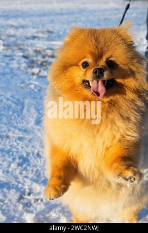 Carino ritratto del cane Pomeranian. Primo piano di Pomeranian spitz. Un cane spitz con bocca aperta. Faccia del cane, adorabile Pomeranian spitz marrone. Ritratto del cane. Foto Stock
