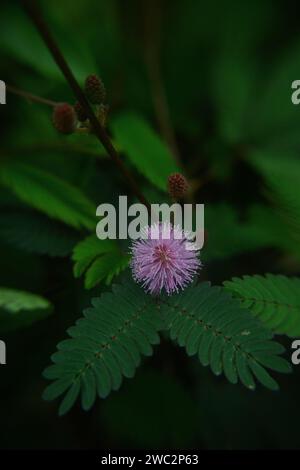 Un vivace fiore rosa con petali dettagliati e un centro giallo distinto è caratterizzato da un primo piano su uno sfondo di lussureggiante vegetazione verde Foto Stock