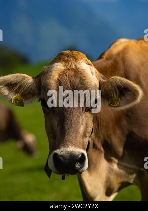 La mucca sta guardando la macchina fotografica. Faccia delle mucche da vicino. Pascolo per il bestiame. Mucca in campagna. Le mucche pascolano sul prato estivo. Paesaggi rurali con mucche Foto Stock