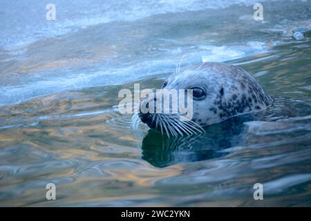 Foca del porto (o porto) (Phoca vitulina) Foto Stock