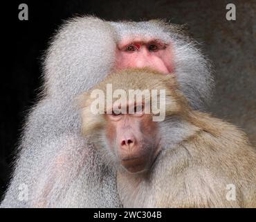 Hamadryas baboon, Mantelpavian, Babouin hamadryas, galléros pávián, Papio hamadryas, zoo, Europa Foto Stock